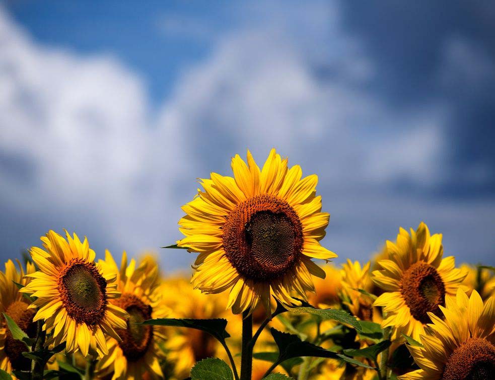 suncokret, biljke, cvet, Photo by Justin Casey